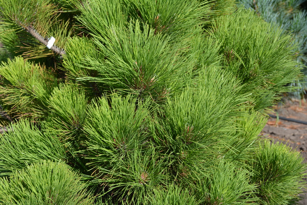 Pinus resinosa `Quinoboquin`_7п_2020.08.11 (1).JPG
